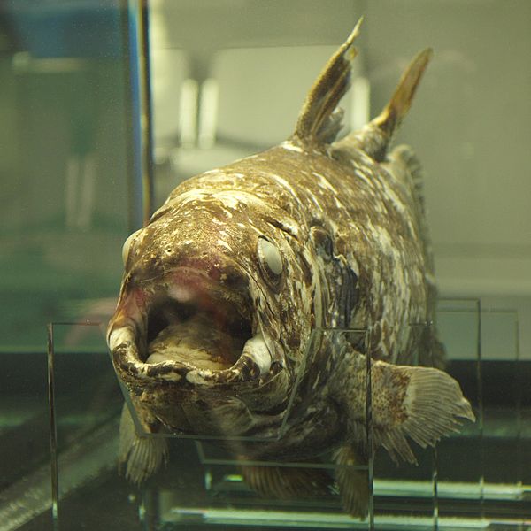 Coelacanthe