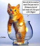 A coup de bijoux de famille_Chat.jpg