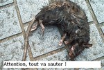 rat_mort