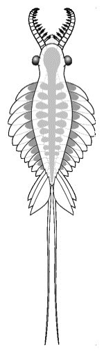 Anomalocaris saron vue dorsale, Sam Gon III