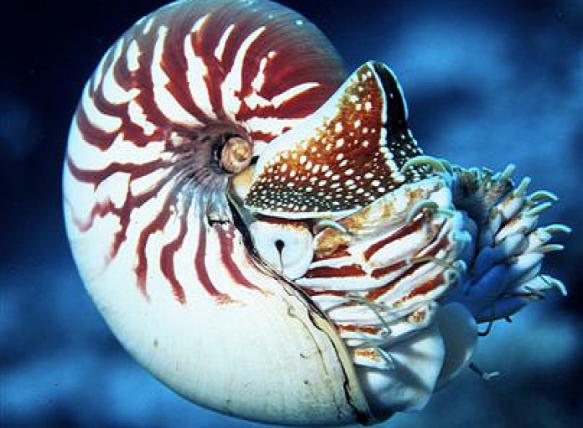 Nautile