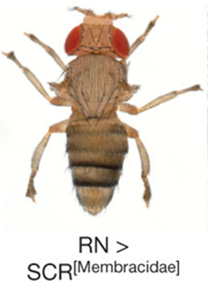 Mouche o la protine Scr de membracide est surexprime, Prud'homme et al., 2011