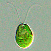 Chlamydomonas reinhardtii 