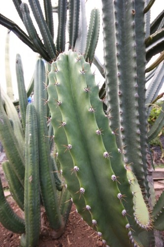 Cereus peruvianus