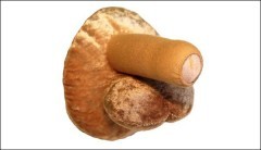 sexPeluche.jpg