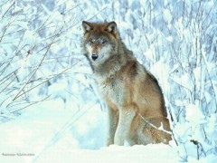 loup-neige1-19942485e7.jpg