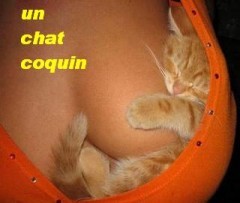 chat-coquin.jpg