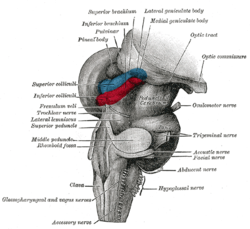 Tronc crbral