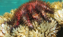 australie,cotail,battiere de corail,rcif,rsilience