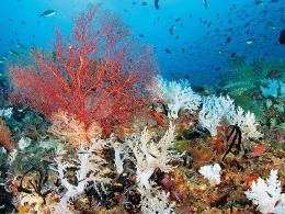 australie,cotail,battiere de corail,rcif,rsilience