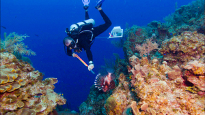 lionfish fondation sedna pollution aquatique environnement