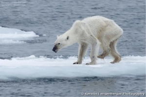 ours polaire,ours blanc,extinction,espce menace,pole nord,banquise,rchauffement
