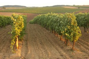 climat,rchauffement,vigne,vin