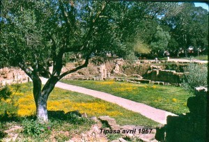 TipasaFleuri.jpg