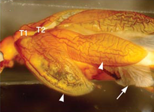Tribolium castaneum mutant Scr (Cx) avec 3 paires d'ailes