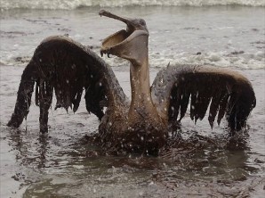 Oiseau petrole louisiane2