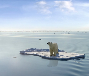 ours polaire,ours blanc,extinction,espce menace,pole nord,banquise,rchauffement