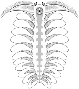 Pambdelurion whittingtoni, Sam Gon III