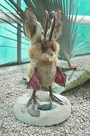 Wolpertinger naturalis