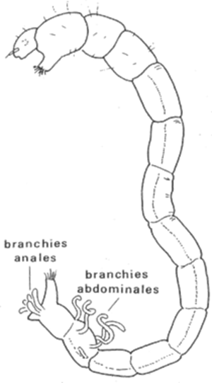 Chironome