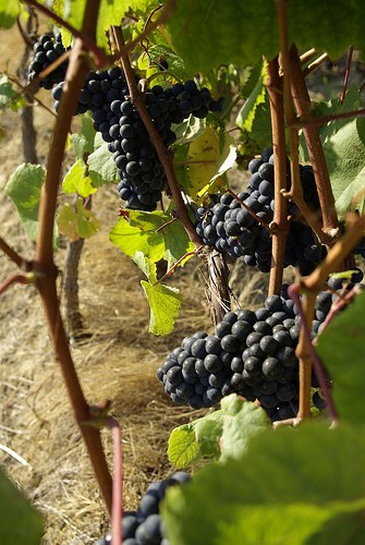 L'heure des vendanges