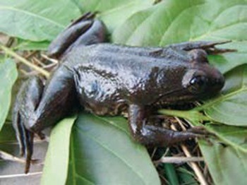 Conraua sp., Rdel