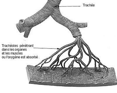 Schma de la ramification d'une trache