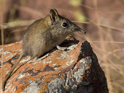 Elephantulus myurus