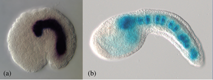 Expression du gne Brachyury chez Oikopleura dioica et Ciona intestinalis