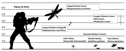 Echelle de taille pour la comparaions des plus grands insectes