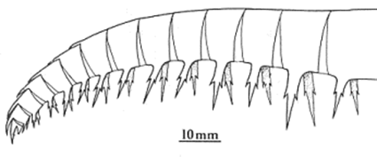 Dessin d'Anomalocaris canadensis