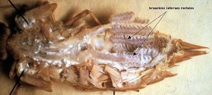 dissection de l'ampoule rectale d'une larve anisoptre