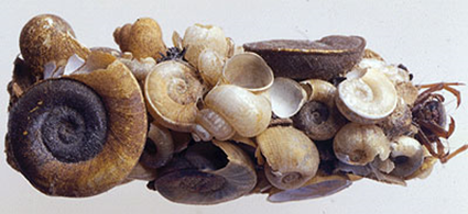 Fourreau naturel de larve de trichoptère