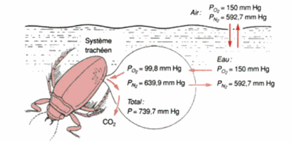 Diffusion d'oxygne dans la bulle du dytique