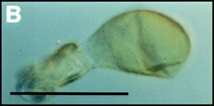 haltere de drosophile