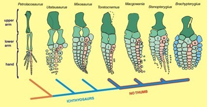 Evolution des palettes natatoires des Ichthyosaures