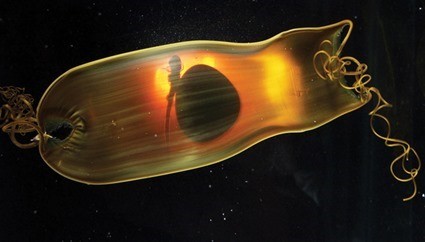 oeuf d'holbiche