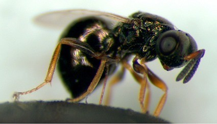 La gupe parasitaire, Nasonia vitripennis