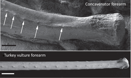 Comparaison de l'ulna de Concavenator et d'une dinde (Cathartes sp.)