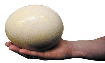 Oeuf d'autruche