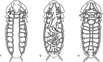 Systme respiratoire trachen d'une blatte