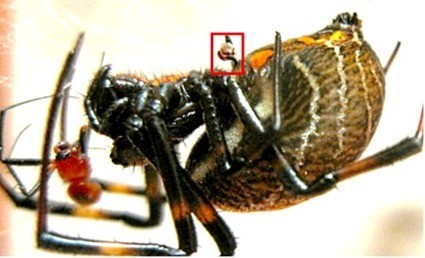 Les pdipalpes de l'araigne mle Nephilengys malabarensis sont rests dans les voies gnitales de la femelle