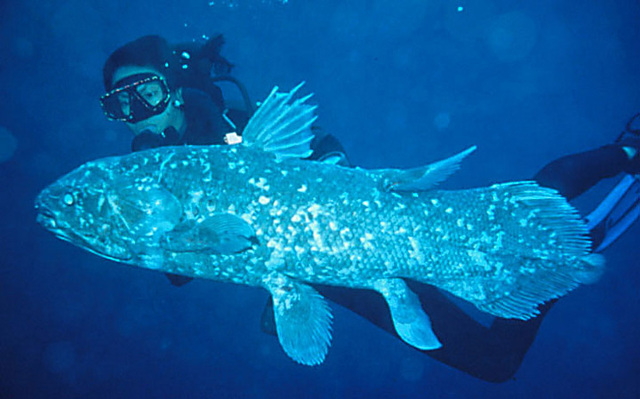 Coelacanthe