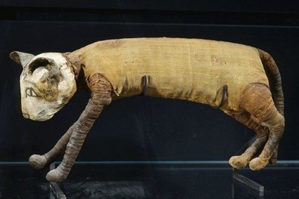 Momie de chat, Louvre
