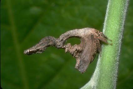 Sphongophorus latifrons
