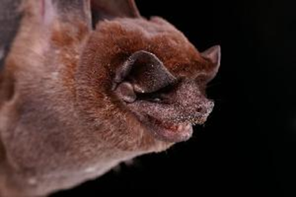 Molossus ater