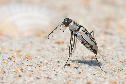 Cicindela dorsalis media