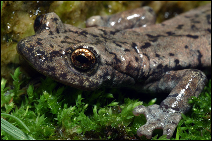 Hydromantes platycephalus