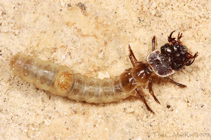 Tetracha floridana, Ted C. MacRae 