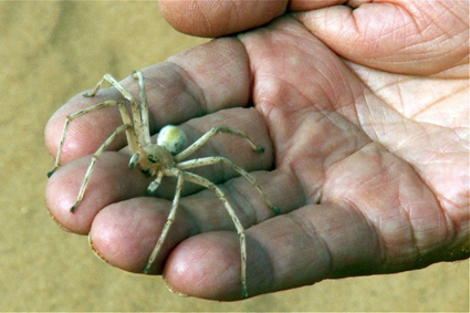 Araneus rota